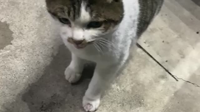 Street cat yelling for a snack