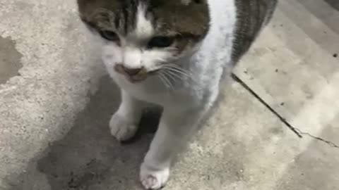 Street cat yelling for a snack