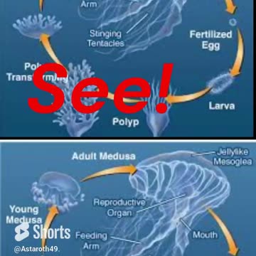 McDicken. Spongebob. Ep. (3)? That's not how Jellyfish works! #nucleartest