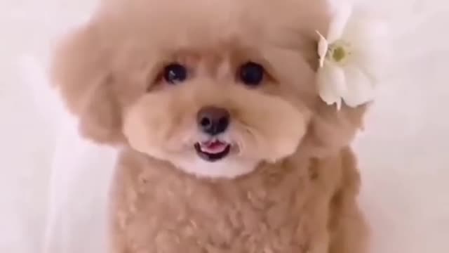 lovely#dog