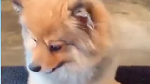 Funny Dog Reaction Funny Animal Videos