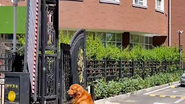 dog undergoing medical examination