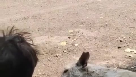 Little kid helps dehydrated dog | so cute |