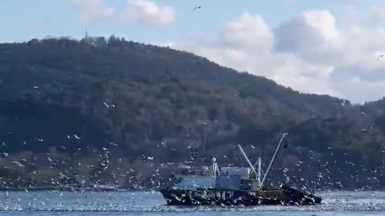 A beautiful moment between birds and ships in the sea