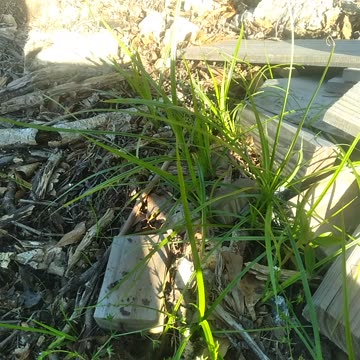 How To Remove "Nutsedge" From Lawn?