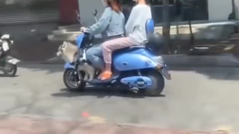 Funny Dog and Cat