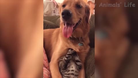 Dog feeding cat