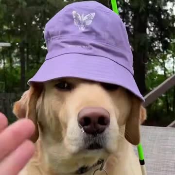 Fishing For Chihuahua’s😂