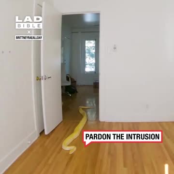 Snake Opens Door And Interrupts Dance Routine 🐍