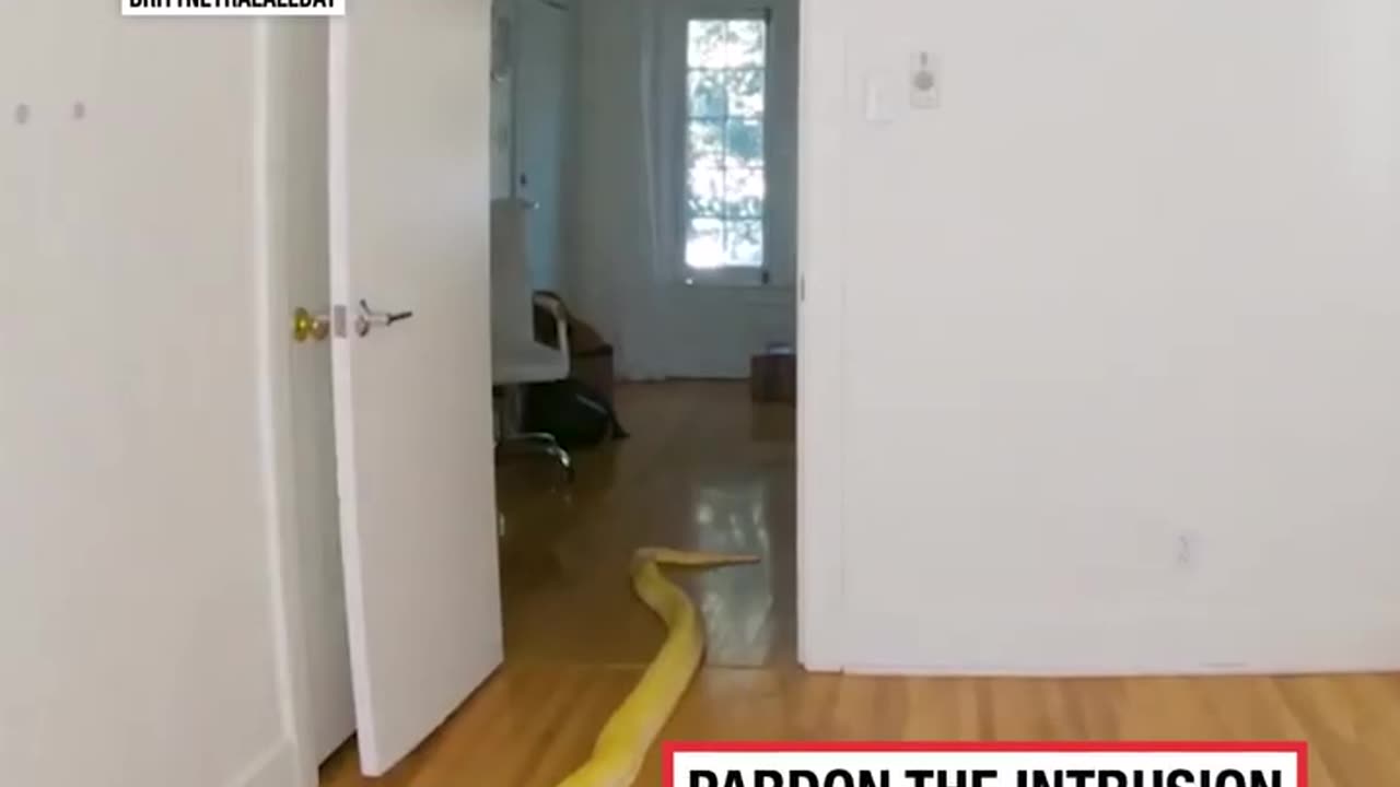 Snake Opens Door And Interrupts Dance Routine 🐍