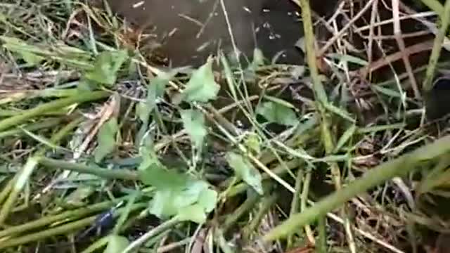 Unique Fishing 🧐 Catching Yellow Monster Eel Fish From Under Deep Mud #3