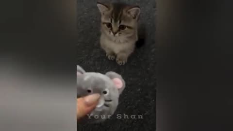 10 minutes of Adorable🥰🥰 cats and kittens that will make you smile 🥰😘