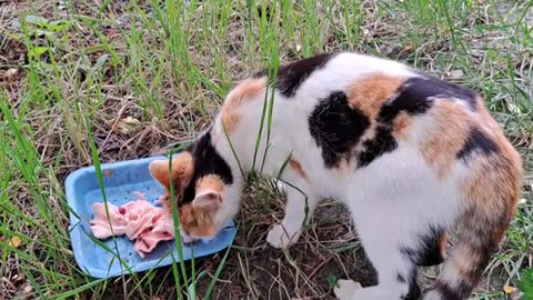 Baby kittens are fighting 🥰 Mother cat eats food.