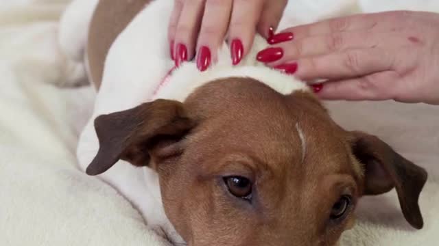 Dog Lying on Bed While Getting a Massage