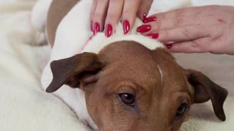 Dog Lying on Bed While Getting a Massage