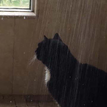 Sid, el gato, adora tomar una ducha