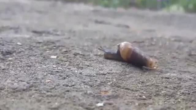 Amazing shot of a snail