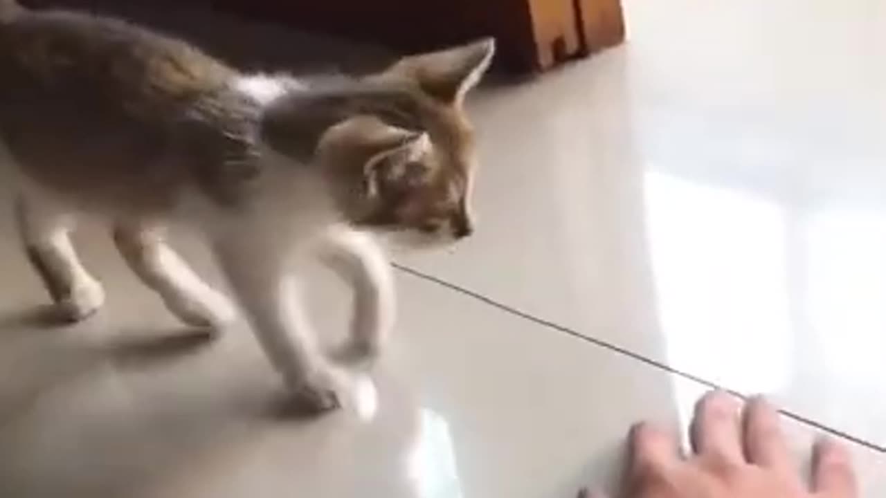 Cute cat training