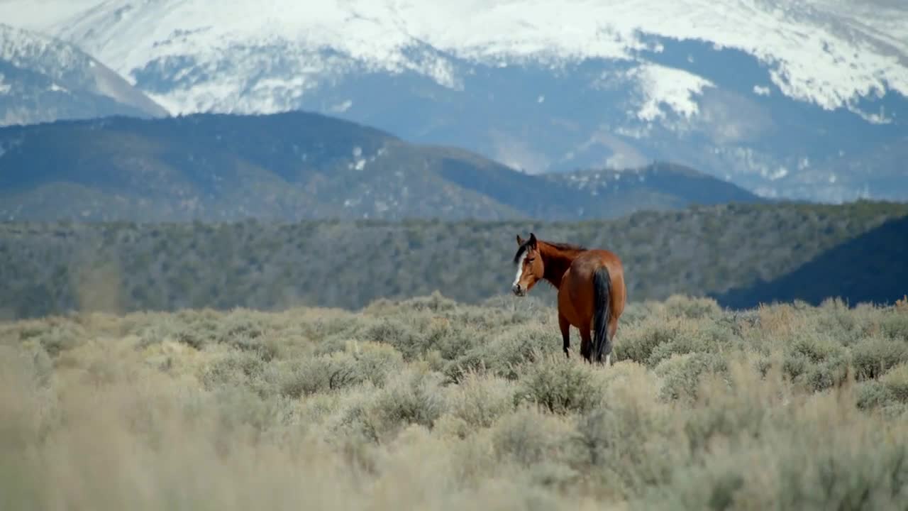 Wild Horses on Mountain Road, Slow Motion Cinematic