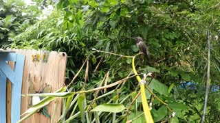 Ruby-throated Hummingbird HQ