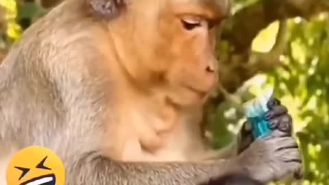 This monkey was not ready for it! The lighter and the escape story! 😅😂