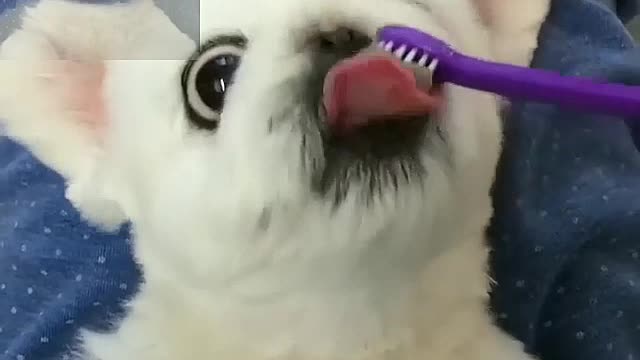 Brushing the dog's teeth