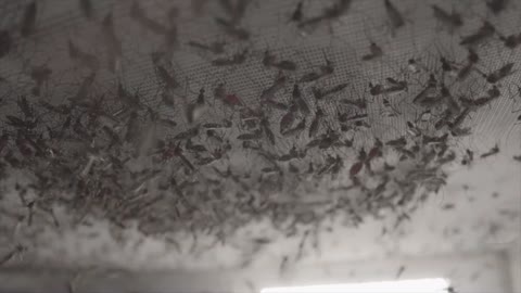 Gates Factory Breeds 30 Million Genetically Modified Mosquitoes a Week for Release in 11 Countries