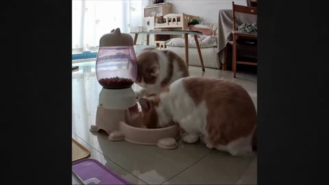 The Hidden Power of Cats An Incredible Skill