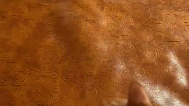 Cat hunting play
