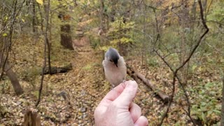 Tufted titmouce landing on hand for sunflower seed. #cellphone video