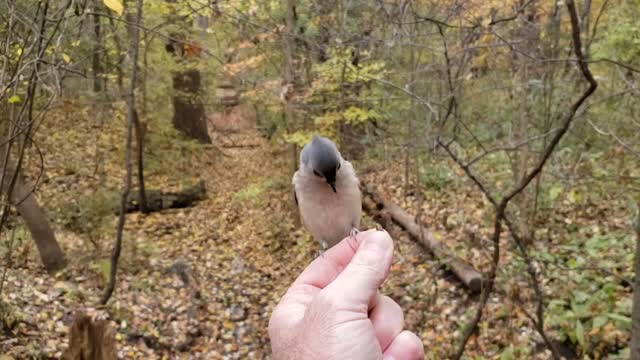 Tufted titmouce landing on hand for sunflower seed. #cellphone video