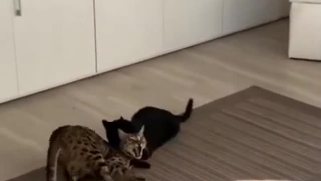 Fight