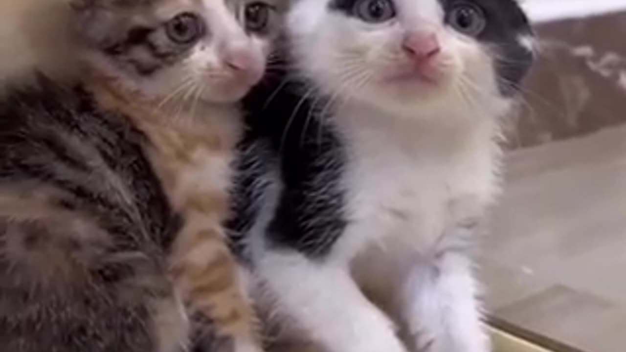 Cat fannny vedio