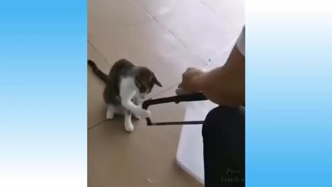 Weekly Funny 🐈 Cats and 🐕 Dogs videos.. Try not To Laugh.