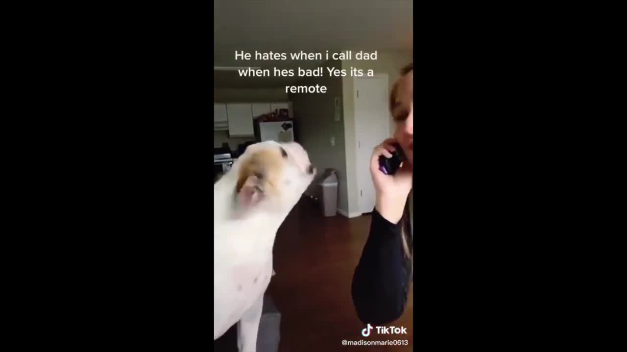 LOL At Cute Dogs On Social Media | Aww Cute Dogs