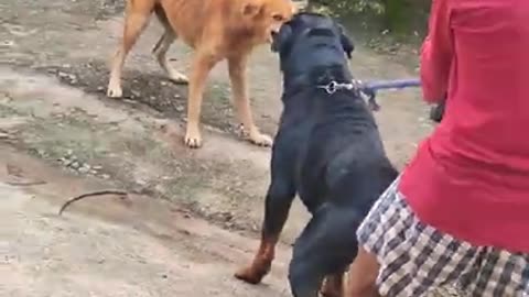 Street dog fight 🐶🐕 video