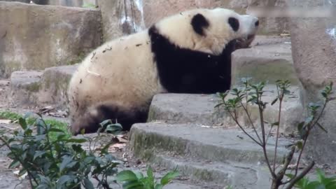 Little pandas can fall asleep anywhere, but never get enough sleep