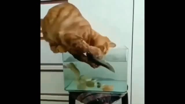 Animal funny compilation video.