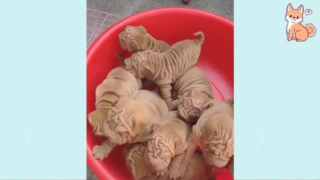 Funny Dog Videos - Try not to laugh