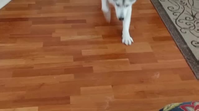 Husky demonstrates how to sploot