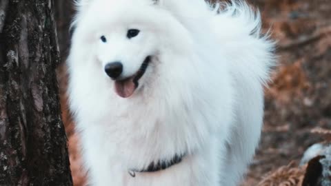 Fun Samoyed Facts