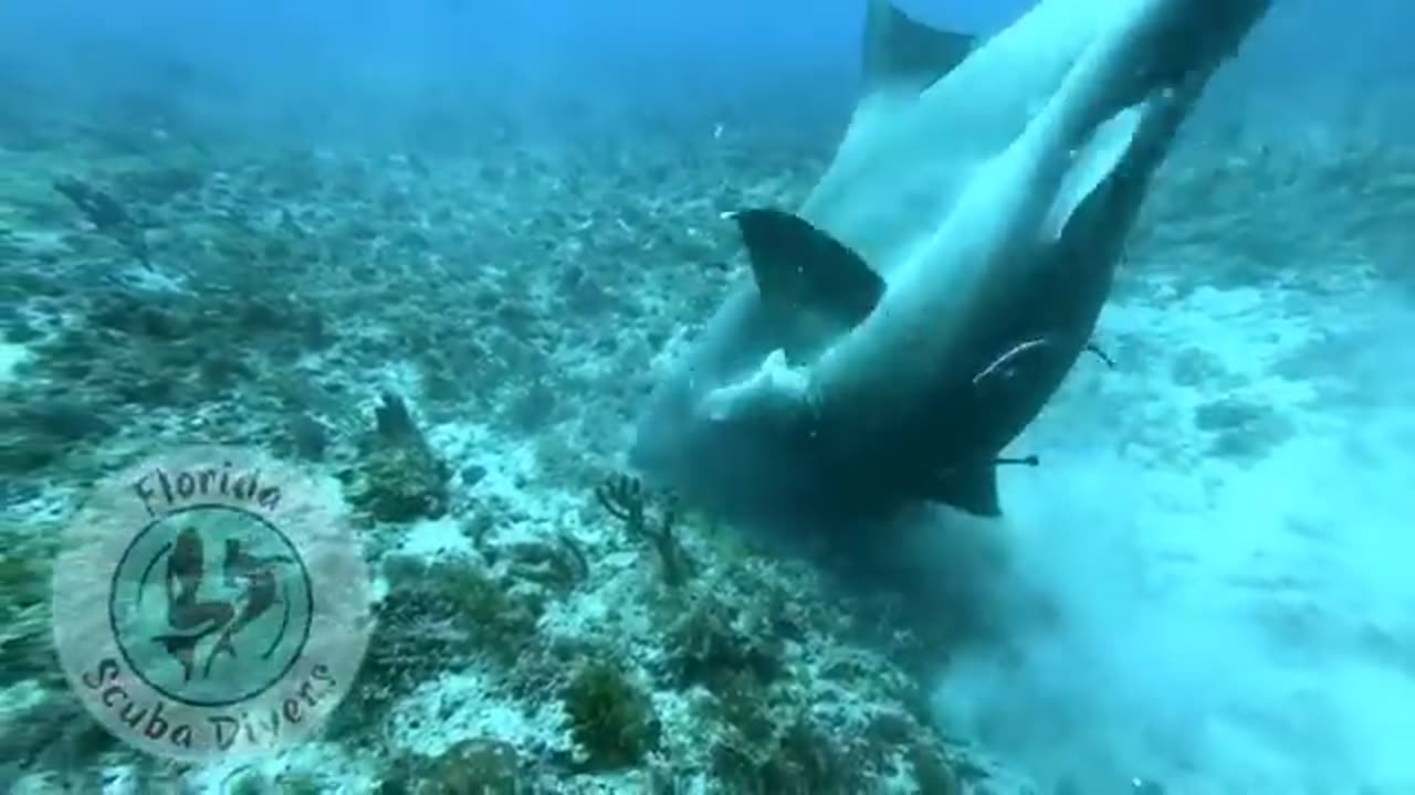 sharks mating