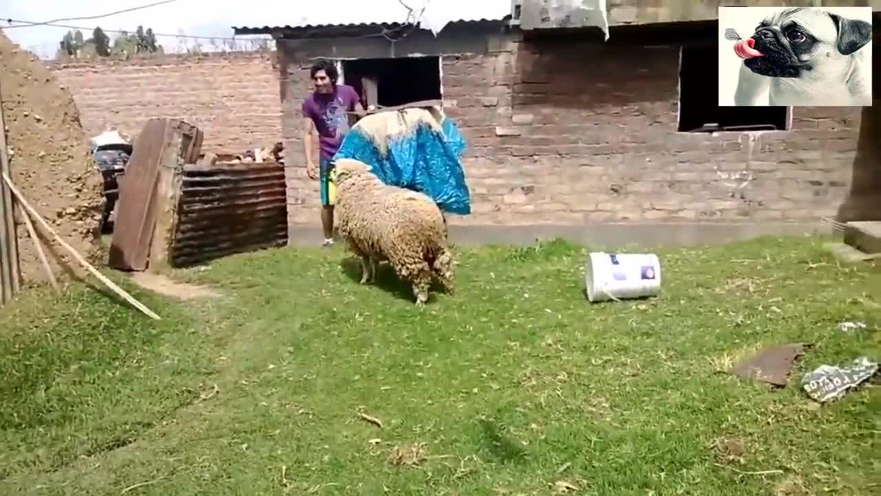 Crazy sheeps attact on people/ crazy and funny video////