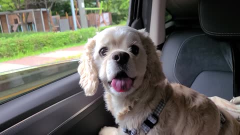 Cute Puppy riding a car