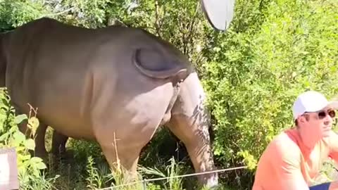 Rhino pissing at man