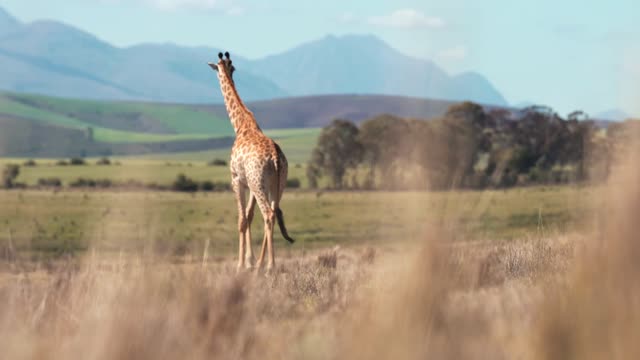 Giraffe Walking in the Forest