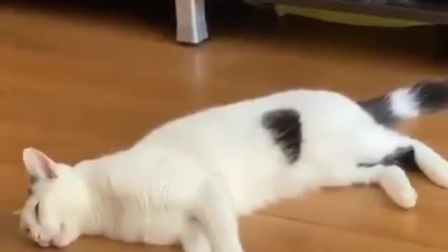 Funny and Cute Cats Videos #121 │ Gadis Sekarwangi