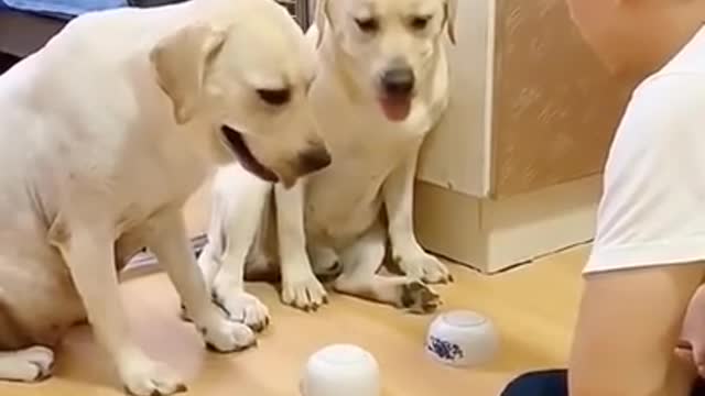 Cute And Funny Dogs Mind Test Video