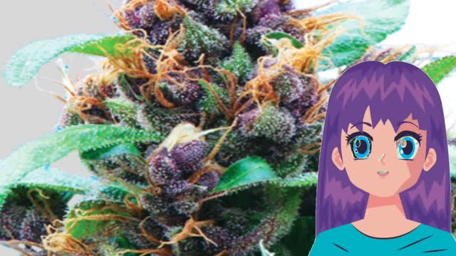 Purple Stilton Auto – Auto Seeds