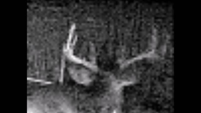 Fred Zeppelin 2022, One Nice Buck @ 6 Degree's